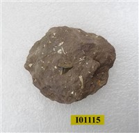 藏品(魚齒)的圖片